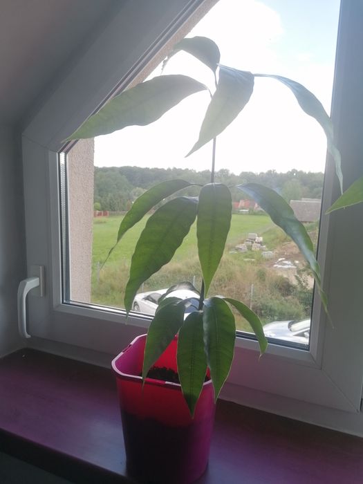 Drzewko mango 47cm