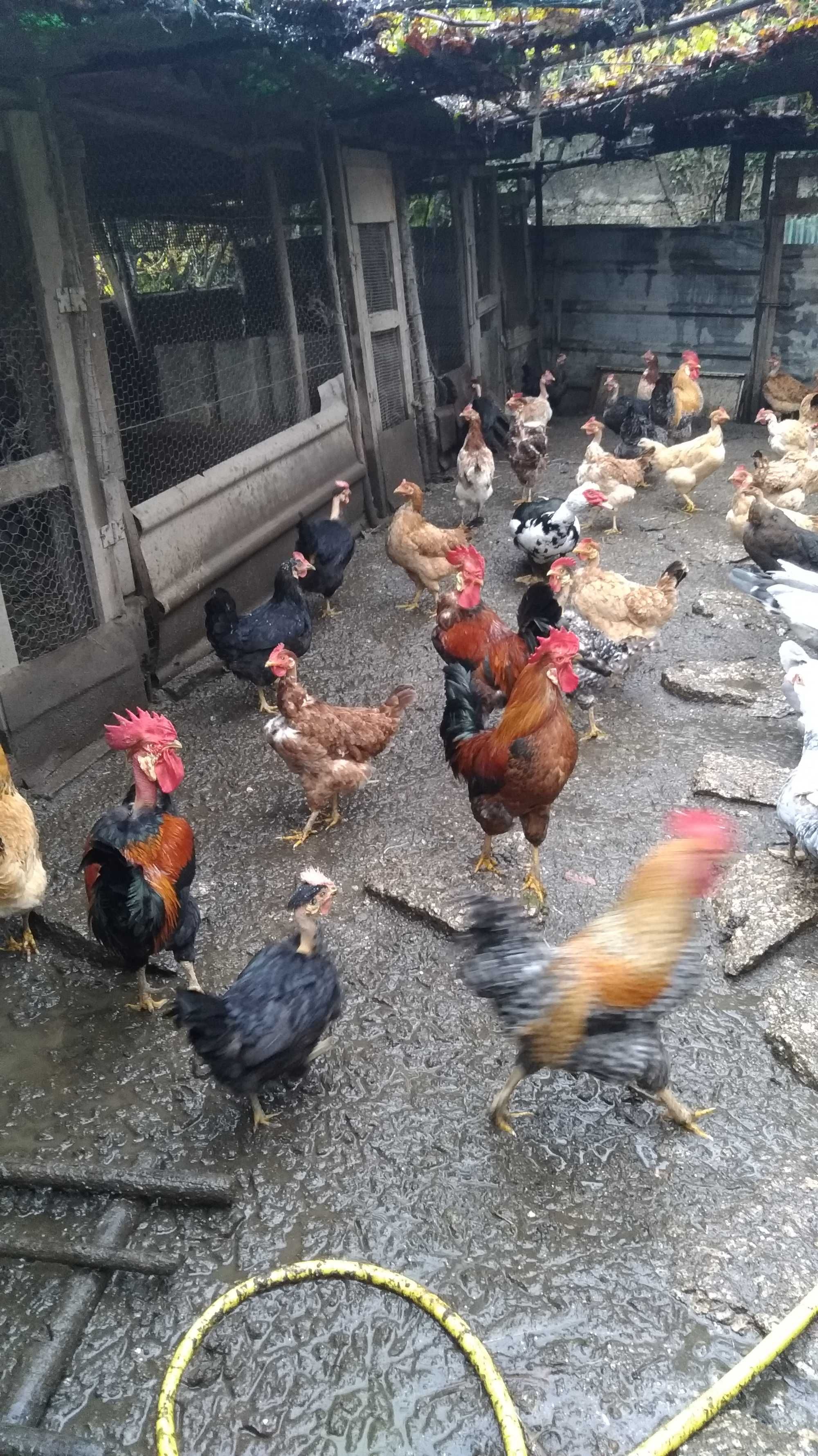 Galinhas caseiras para carne