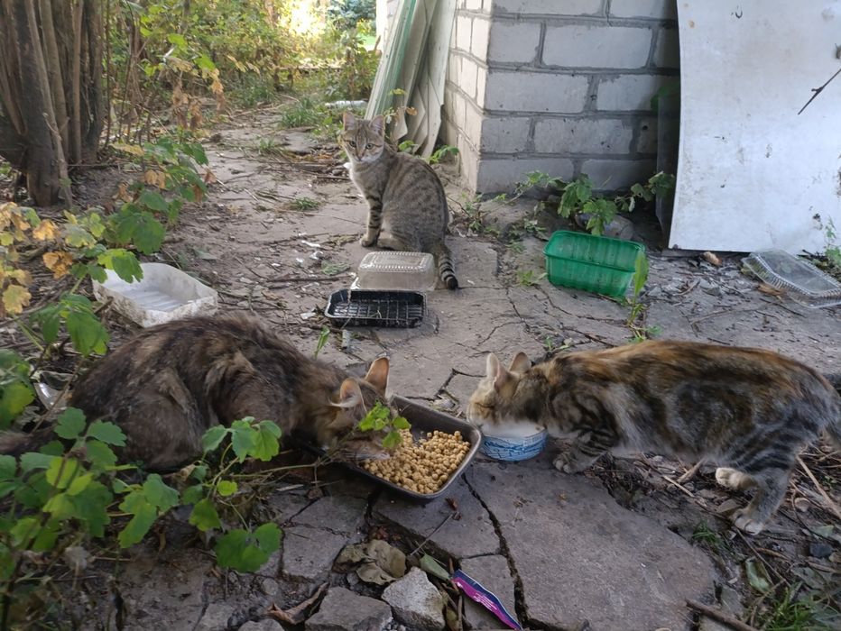 Котята-кошенята. Шукають людське тепло!