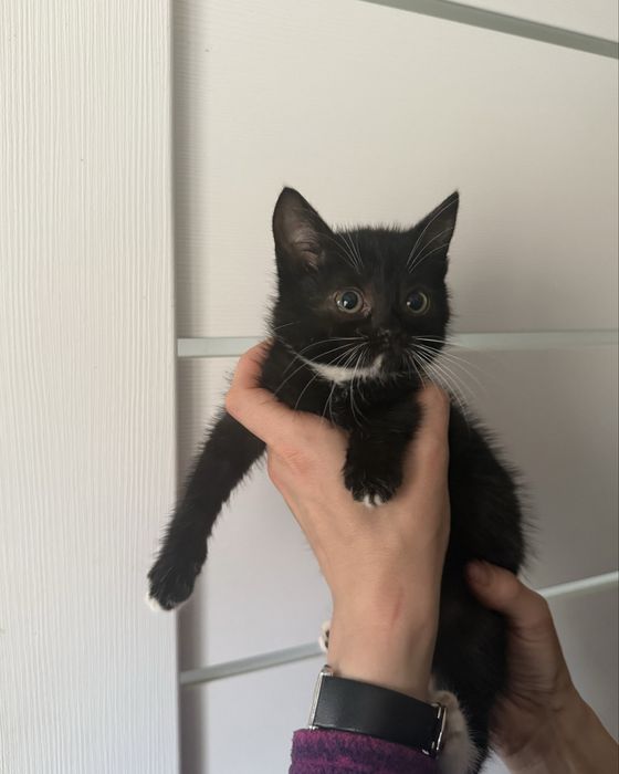 Шері шукає родину