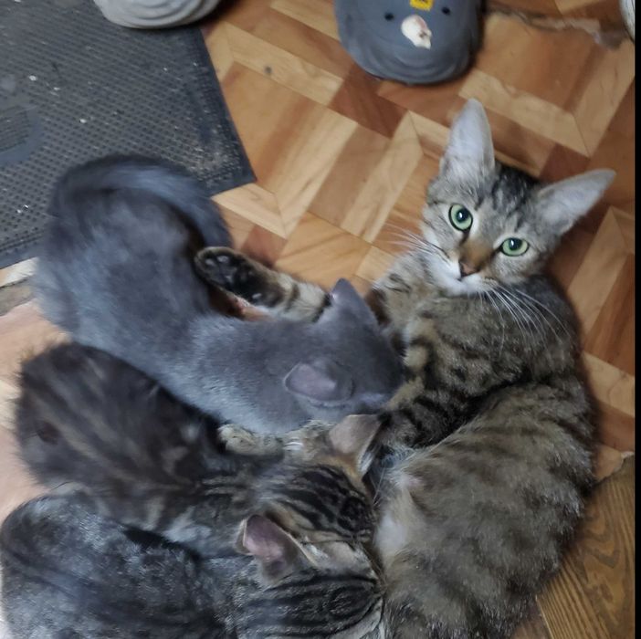 Безкоштовно кошенято 3 місяці