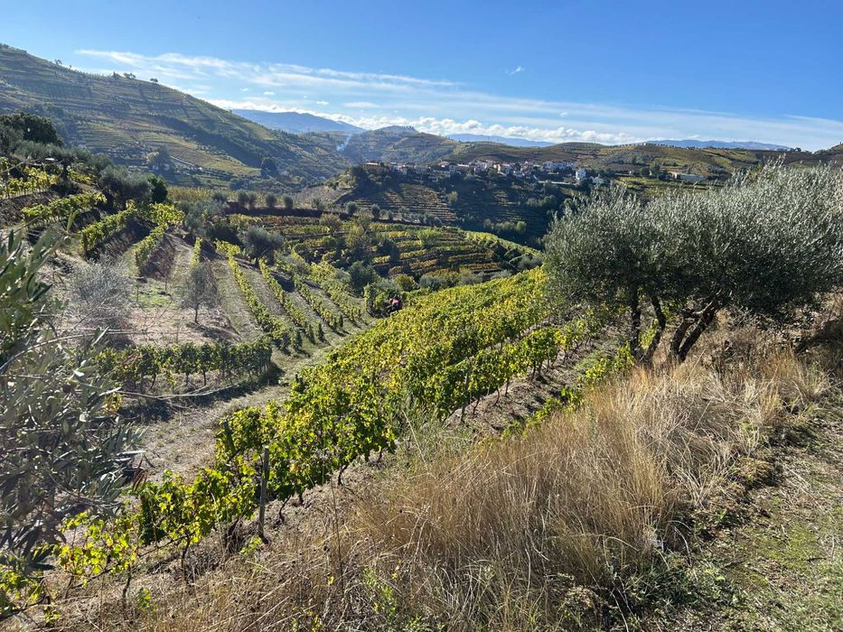 Vinha no Douro Vinhateiro - Bertelo Cumieira