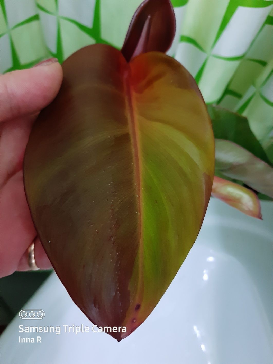 Philodendron Karlo