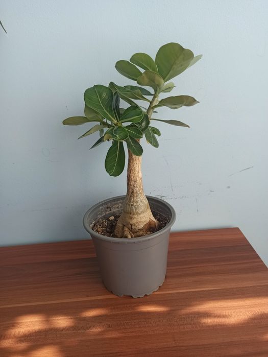 Adenium, roslina domowa.