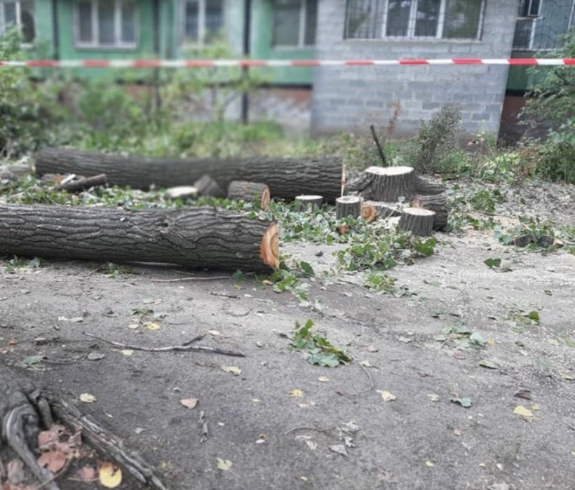 Спил дерева, обрезка деревьев.Покос Трави любой сложности Звоните.