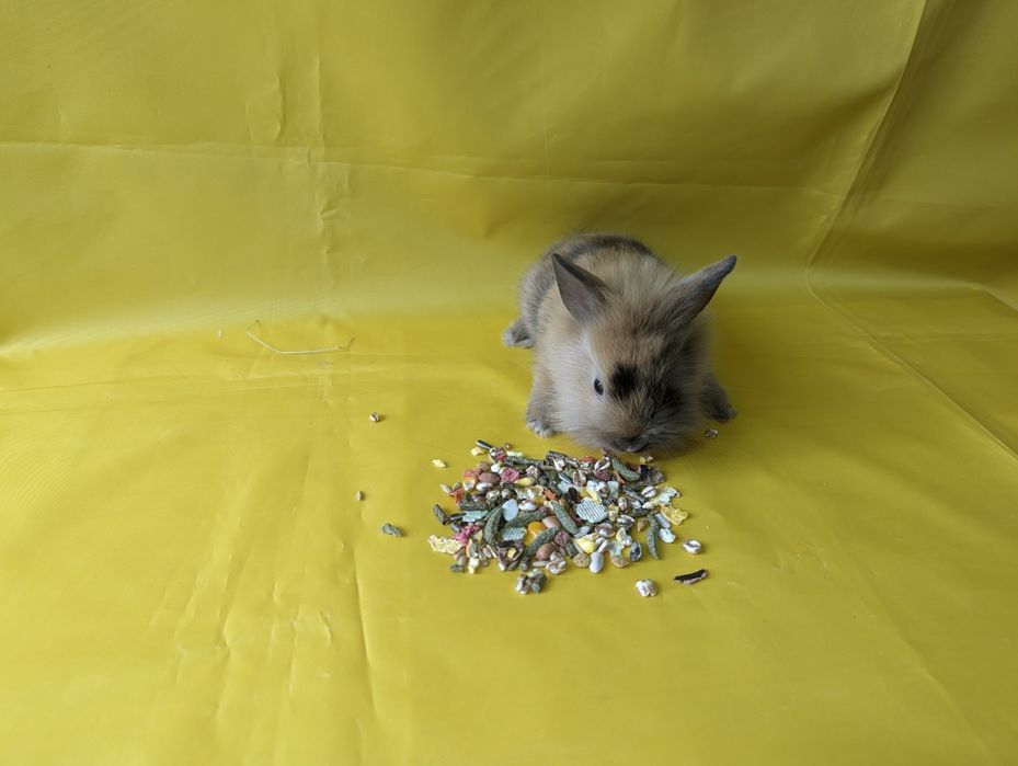 Кролик декоративний