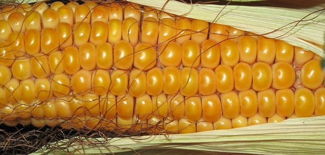 Mielone ziarna kukurydzy, kiszonka z kukurydzy BigBag