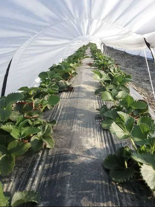 Польське агроволокно. Мульча, теплиця (Працюю з ТОВ, ФГ, ПП, ФОП тощо)