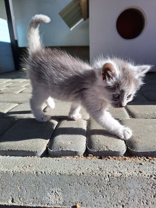 Віддам кошенят в добрі руки