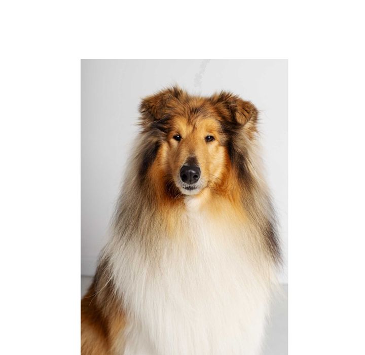 Owczarek szkocki długowłosy szczenię Collie ZKwP