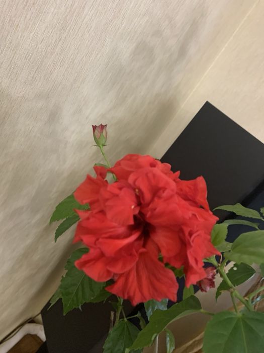 Продам гибискусы