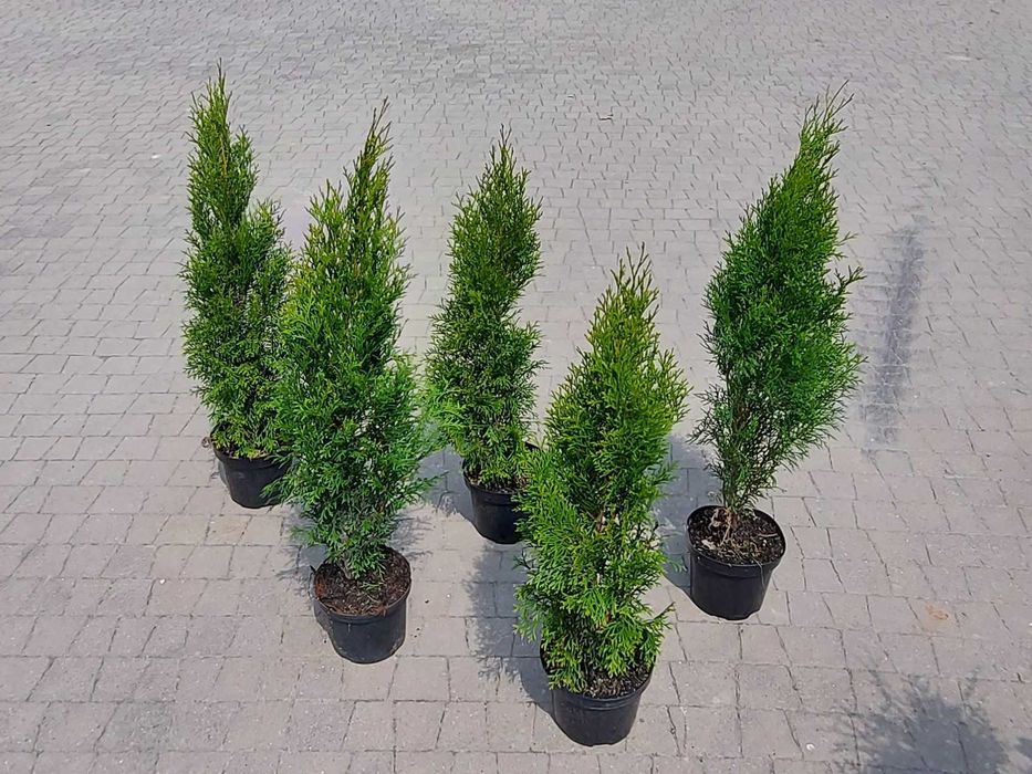 Tuja Szmaragd 50,60,70,80,90,100 cm! Sadzimy! Transport Thuja Smaragd!