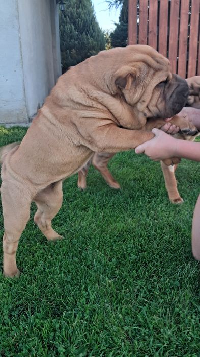 Śliczna suczka shar pei