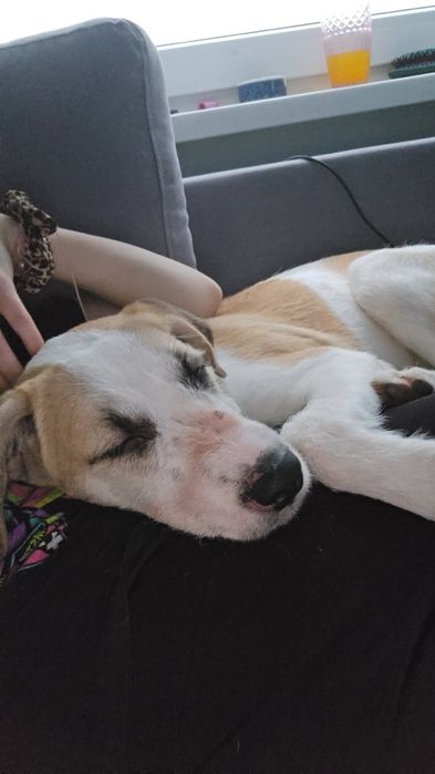 Oddam za darmo pieska