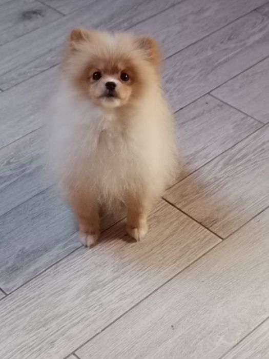 Pomeranian suczka z paszportem