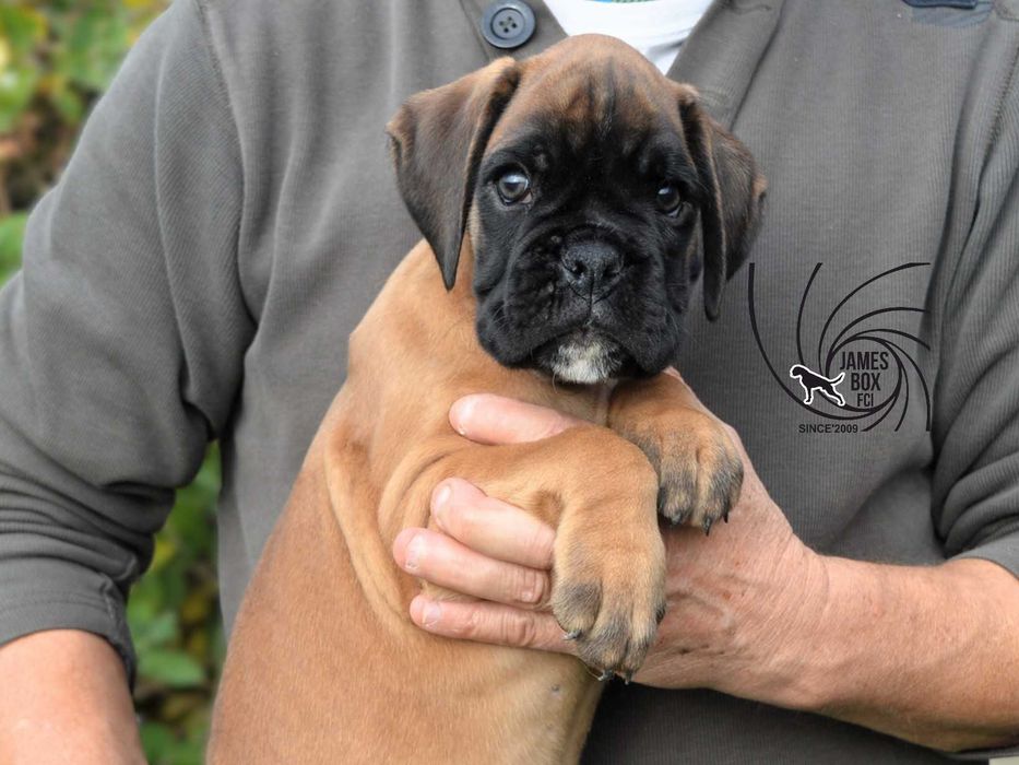 BOKSER- piesek z rodowodem FCI