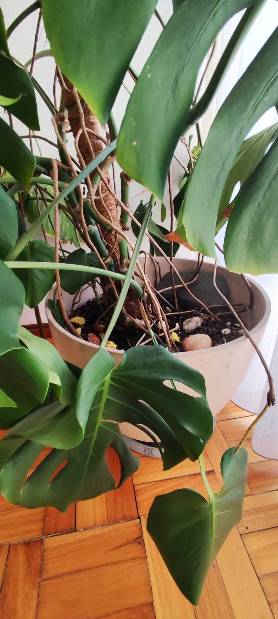 Planta Monstera - Costela-de-adão - com vaso