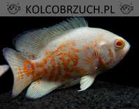 Pielęgnica pawiooka odmiana RED TIGER ALBINO - Astronotus - dowóz