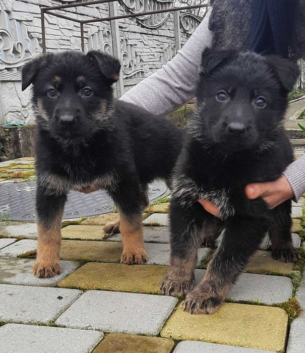 Цуценята німецької вівчарки