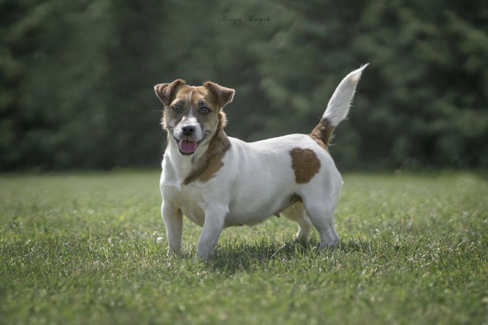 Suczka Jack Russell terrier nr 2/badania genetyczne/wyprawka