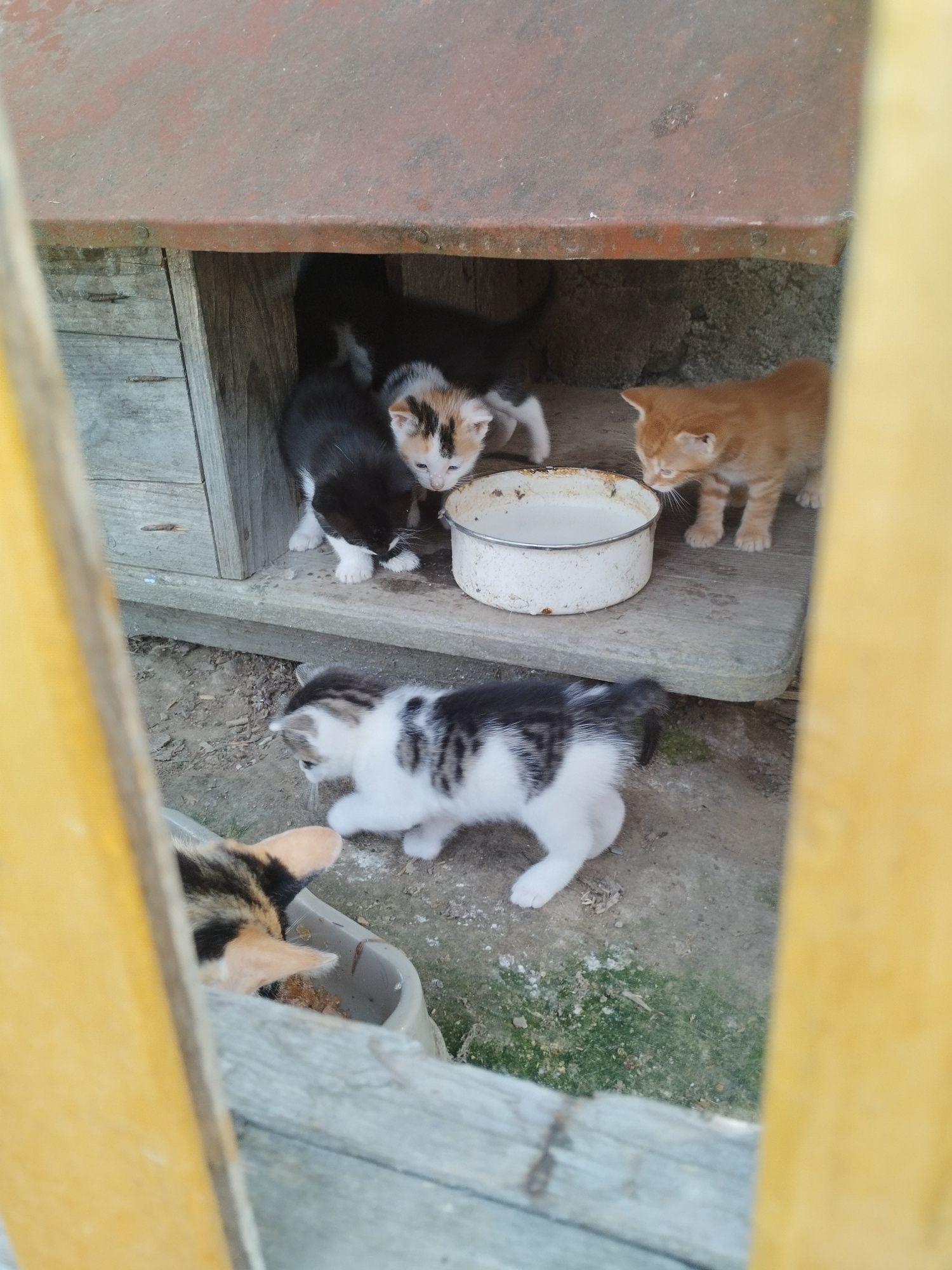 Do oddania kotki/koty/kocięta
