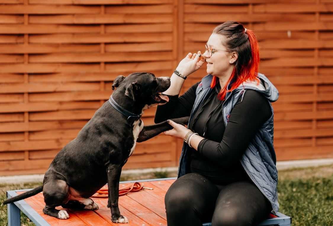 Amstaff Sajgon poleca się do adopcji!!!