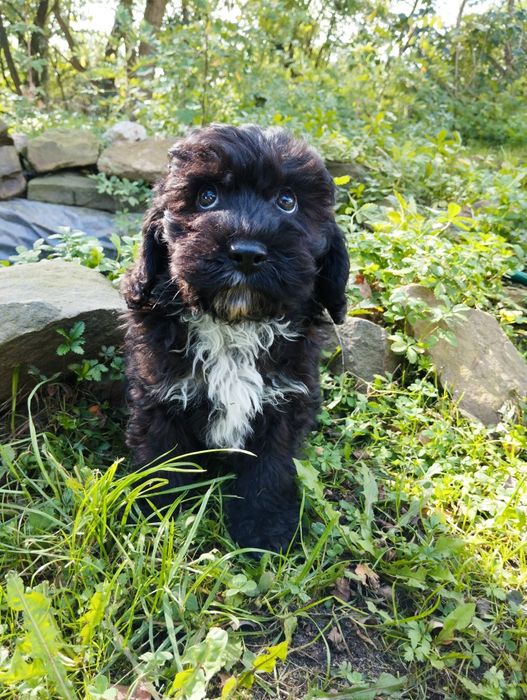 Cockapoo , spaniel pudel , cockapoo f1b samiec