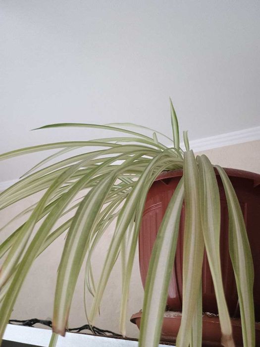 Хлорофітум волохатий