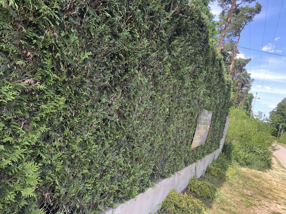 Wycinka alpinistyczna i pielegnacja drzew / czyszczenie dzialek