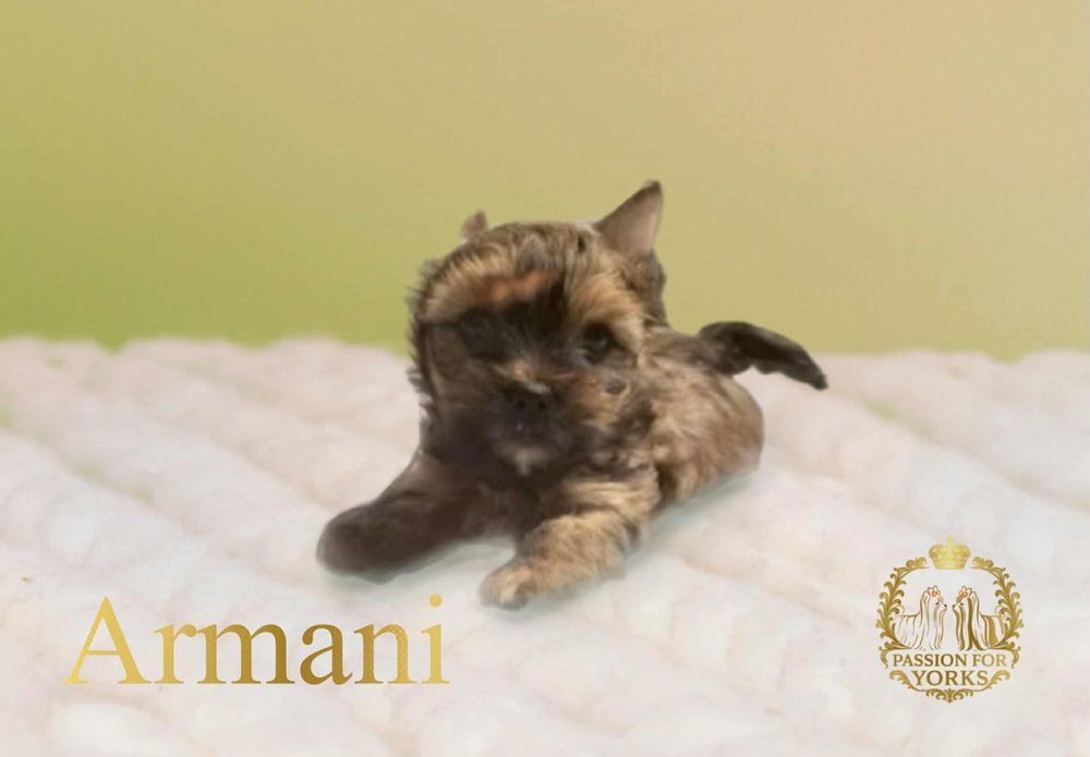 Zarezerwowany Yorkshire terrier ocean pearl
