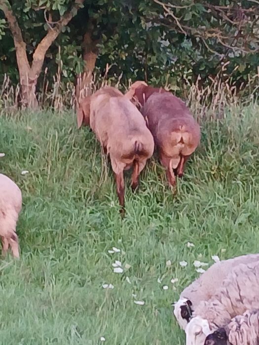 Баран гісарський кордючний