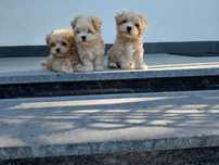 Maltipoo suczka Bambi