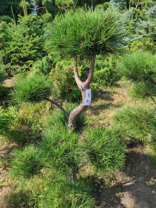 Bonzai formowany, sosna czarna, drzewko do ogrodu, ozdobne 28,29,30,31