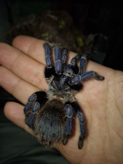 Ptaszniki rozne gatunki