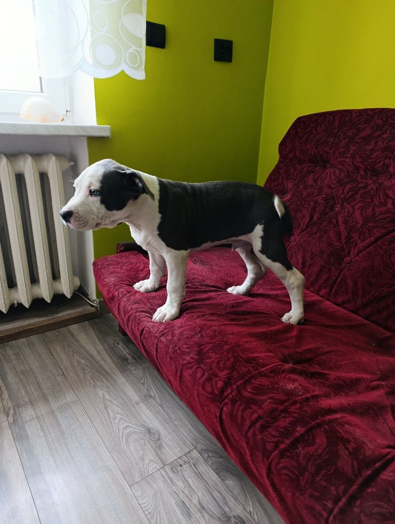 Chłopczyk american staffordshire terrier Amstaff