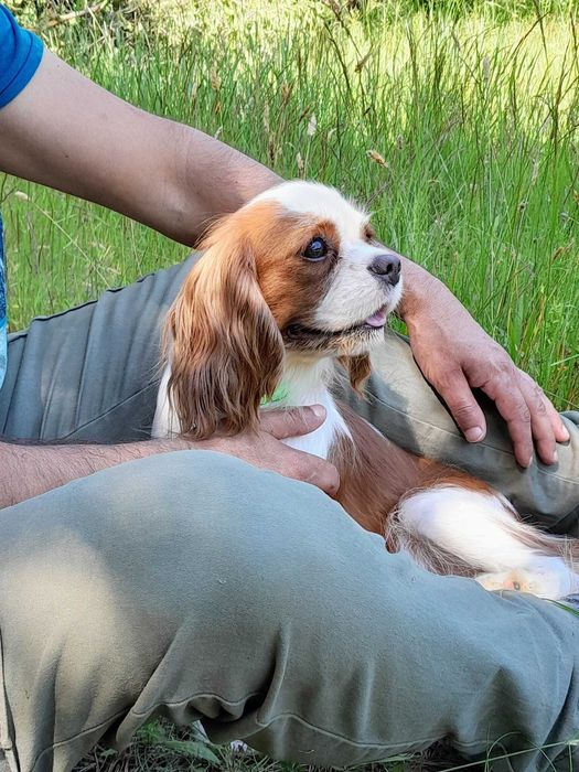 Cavalier king Charles Spaniel ZKwP FCI piesek WIKO