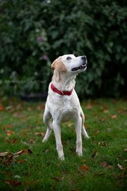 Leo  w typie labradora do adopcji