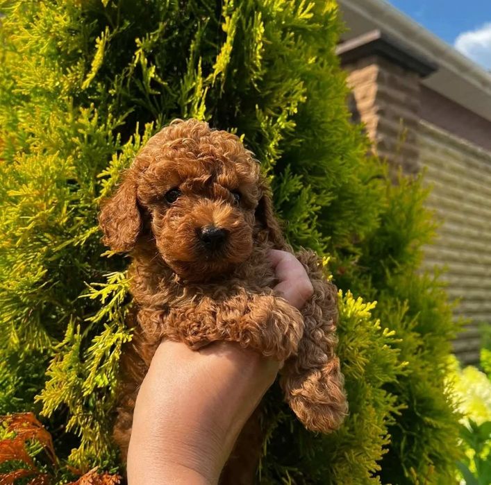 Малиш ! Той пудель !