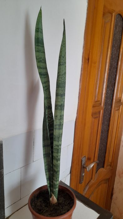 Комнатное растение: Хавортия, сансеверия.