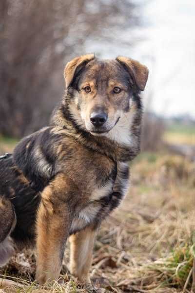 Młody i bardzo łagodny Drago szuka domku