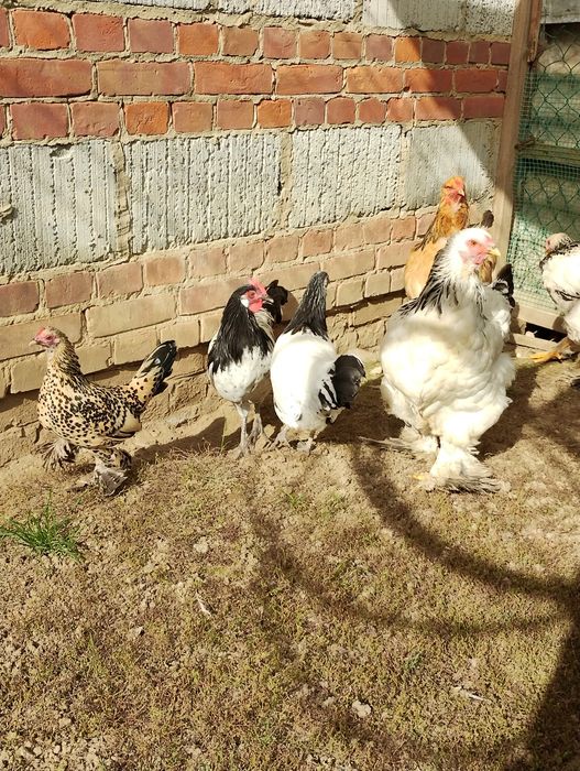 Sprzedam Kury Brahma