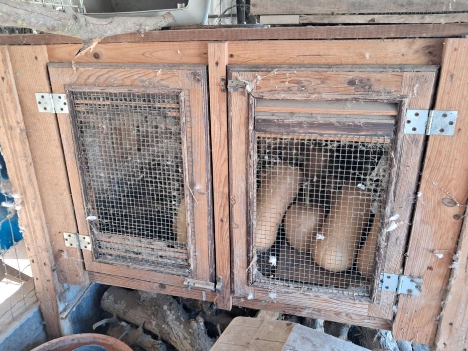 Coelheiras em madeira