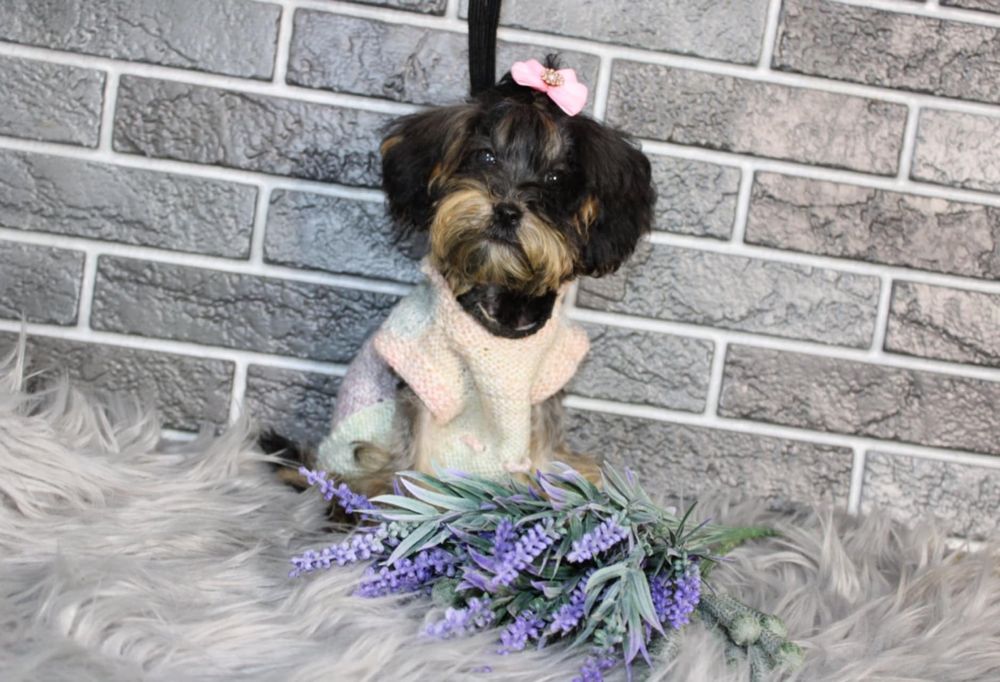 YorkiePoo śliczna suczka xxs mini nie maltipoo