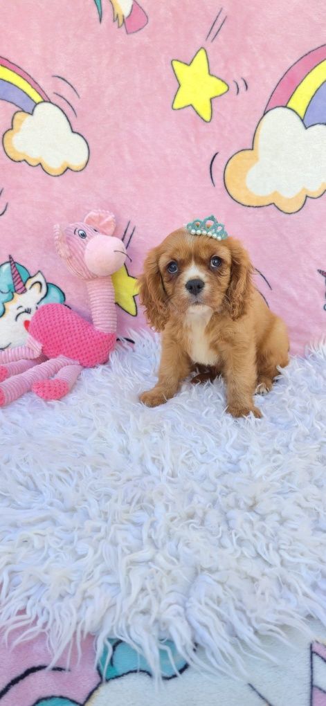 Cavalier king charles fêmea