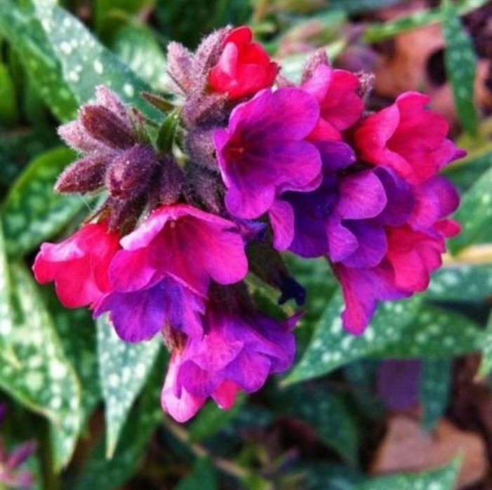 Miodunka plamista C2 wyprzedaż