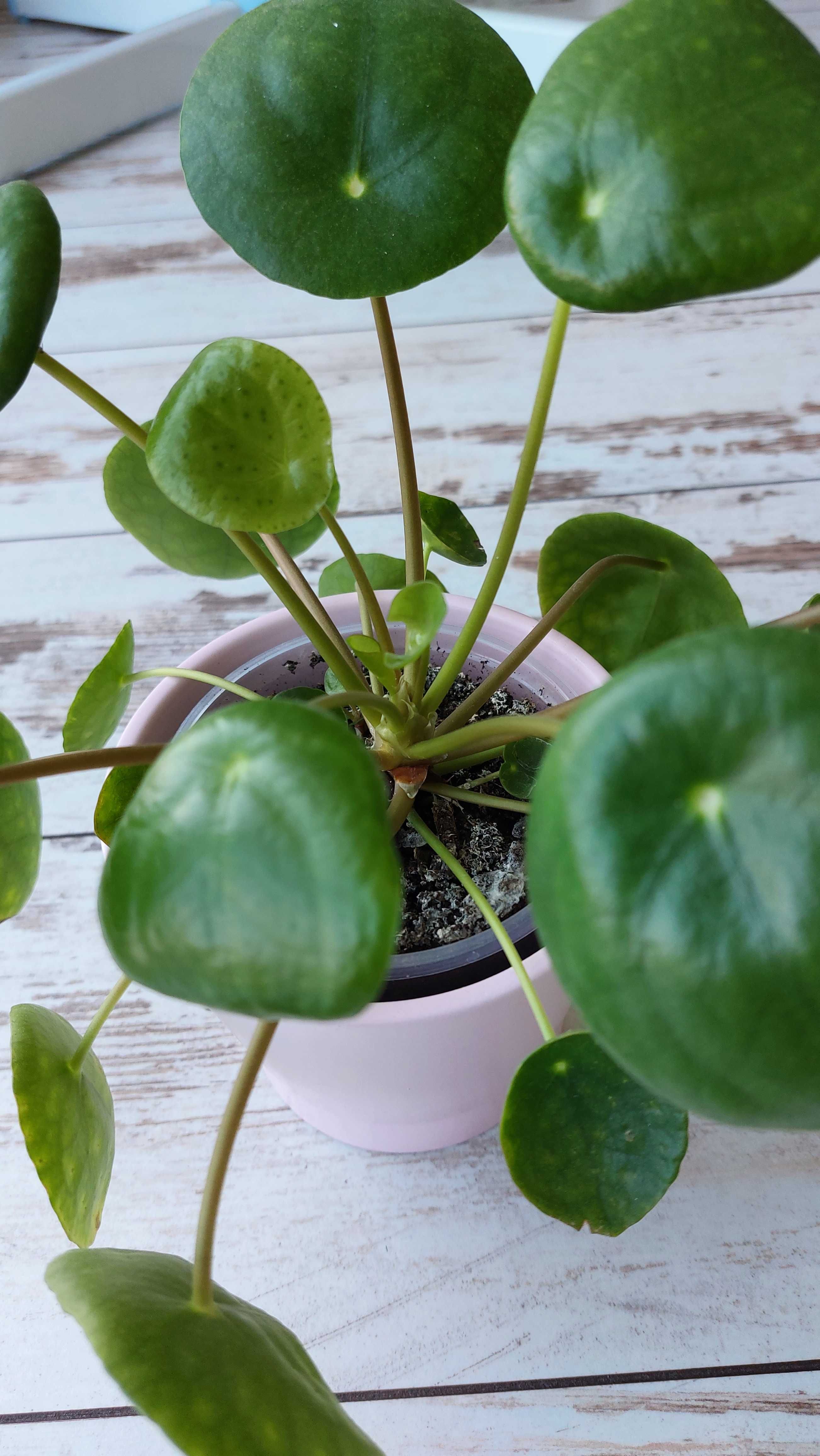 Pieniążek (Pilea peperomiowaty/ Pilea peperomioides) PROMOCJA!