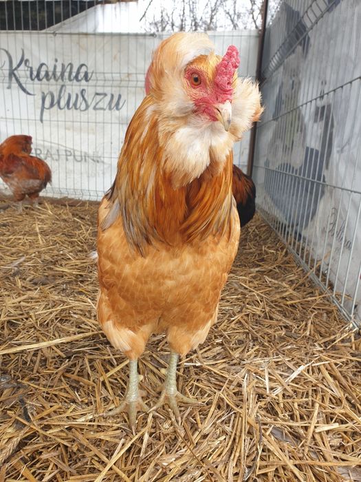 Araucana araukana jaja lęgowe