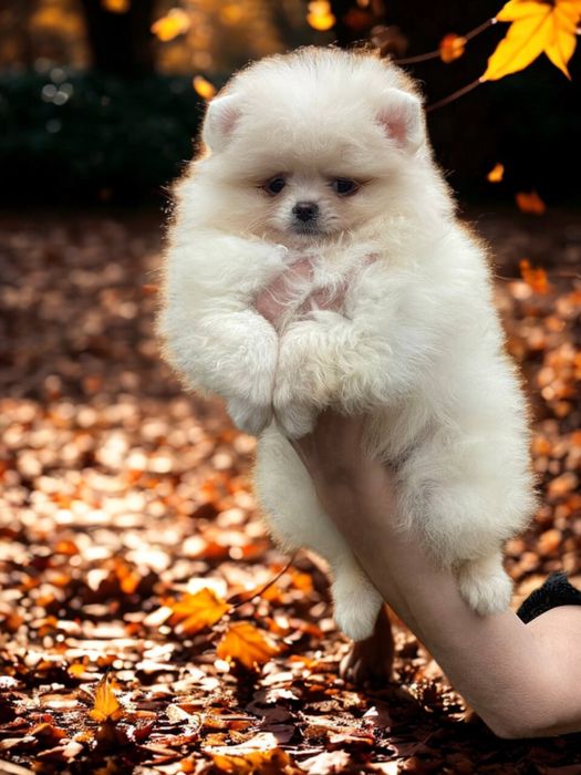 Чарівний малюк померанський шпіц!