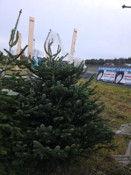 Jodła Kaukaska hurt Detal