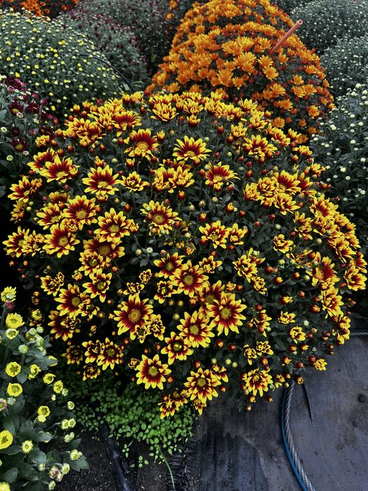 Chryzantemy od Producenta